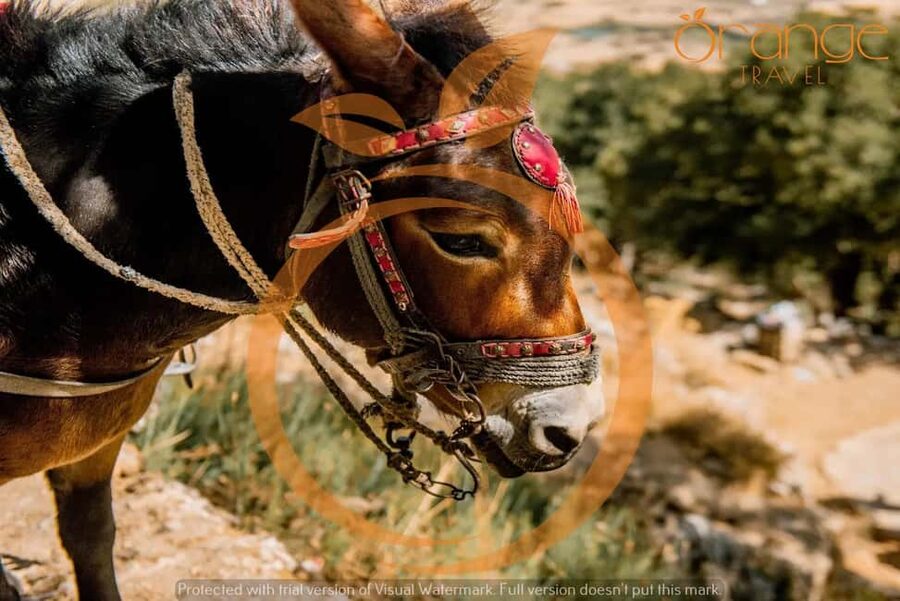 Full-Day Tour:Lasithi Plateau -Mythology Park&Knossos Palace - Pickup across Crete’s north coast