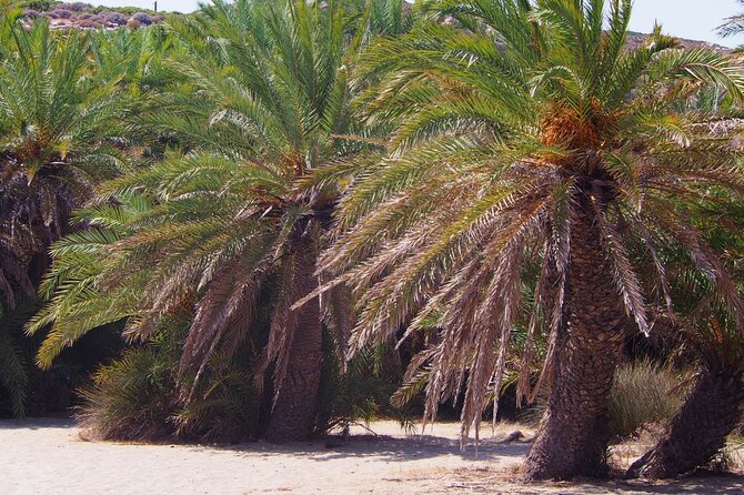 Full-Day Tour to Vai Palm Beach, Toplou Monastery, and Sitia Town - My verdict: book it for variety, skip it for a slow beach day