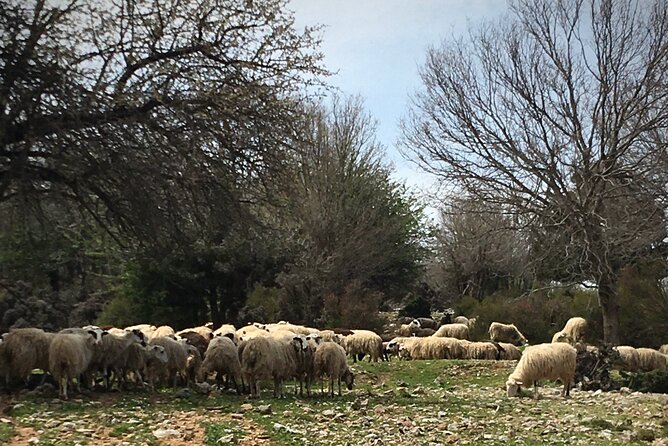 Fygou and Agia Irini Gorge Loop Half Day Hiking Tour - Coffee, Sfakiani pita, and mountain views