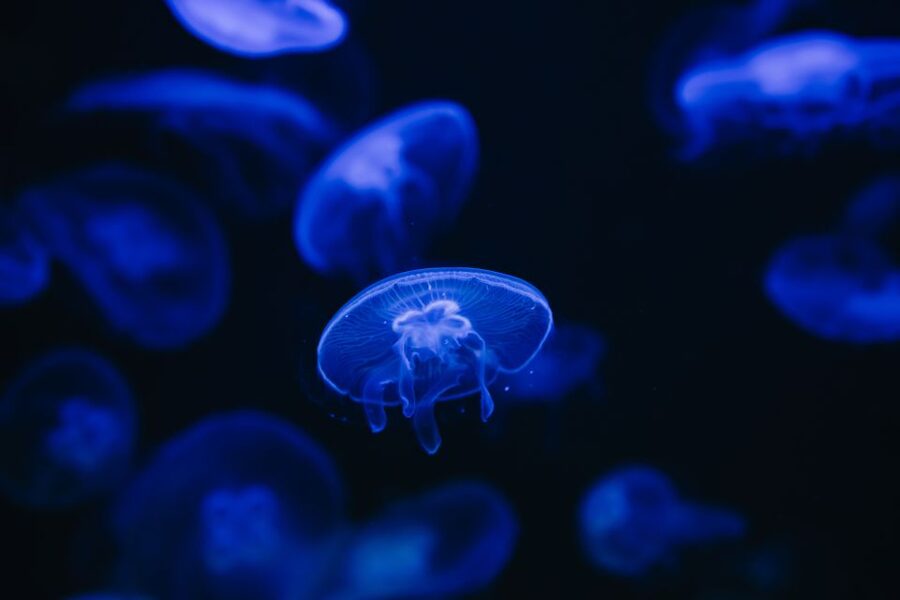 Heraklion Area: CRETAquarium Admission Ticket - Key points to know before you go