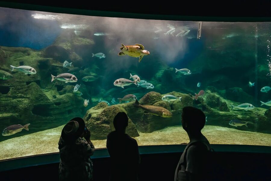 Heraklion Area: CRETAquarium Admission Ticket - What you see inside CRETAquarium