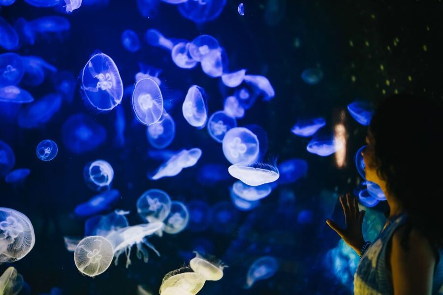 Heraklion Area: CRETAquarium Admission Ticket - The best time to visit