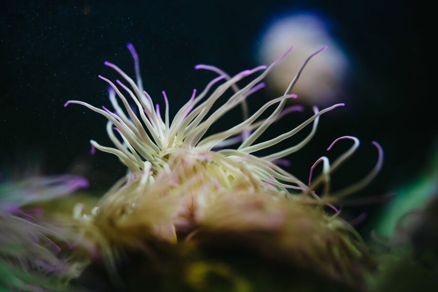 Heraklion Area: CRETAquarium Admission Ticket - Is the $9 admission good value?