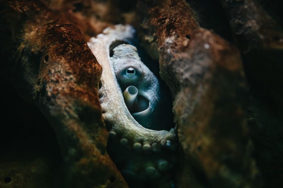 Heraklion Area: CRETAquarium Admission Ticket - Why the marine research setting matters