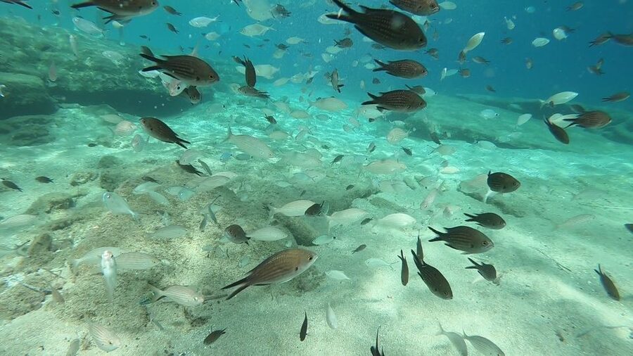 Heraklion: Beginner Scuba Diving Lesson with PADI Instructor - The 30-minute class before the sea