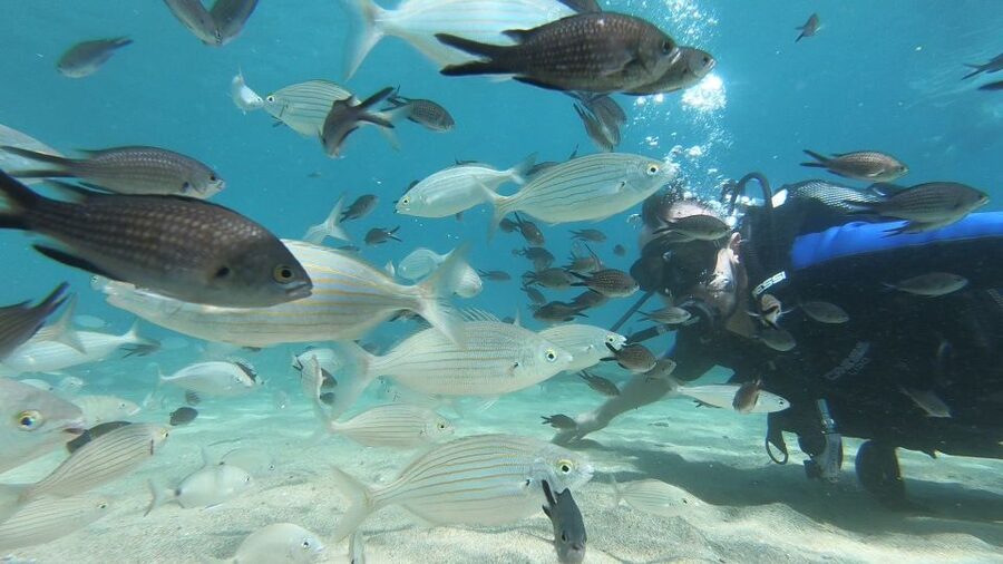 Heraklion: Beginner Scuba Diving Lesson with PADI Instructor - The 30-minute safety briefing