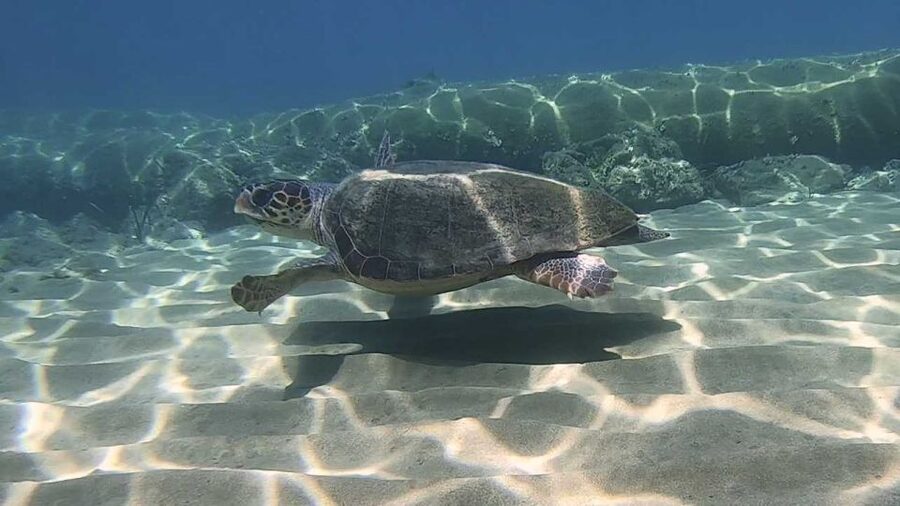 Heraklion: Beginner Scuba Diving Lesson with PADI Instructor - One hour in the bay