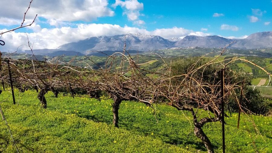 Heraklion: Cretan Wine Tasting Tour & Gourmet Lunch - Who should book this Cretan wine tour