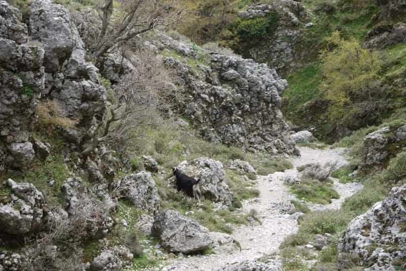 Heraklion Crete: Imbros Gorge Hike - Who should book this Imbros Gorge trip?