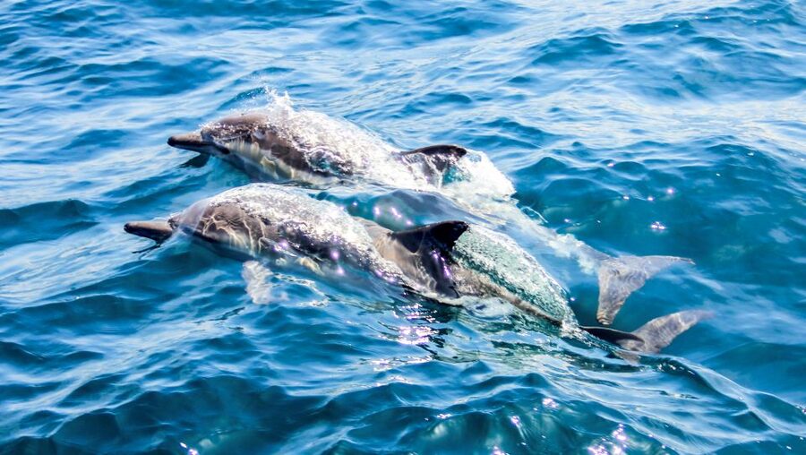 Heraklion: Dia Island Sailboat Cruise with Swimming and Meal - What the $95 Price Really Buys