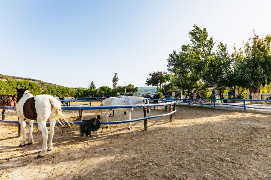 Heraklion: Finikia Horse Riding Tour with Lunch or Dinner - Getting to the Finikia Farm
