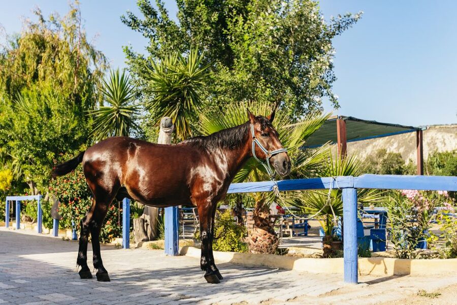 Heraklion: Finikia Horse Riding Tour with Lunch or Dinner - Morning Light or an Evening Ride