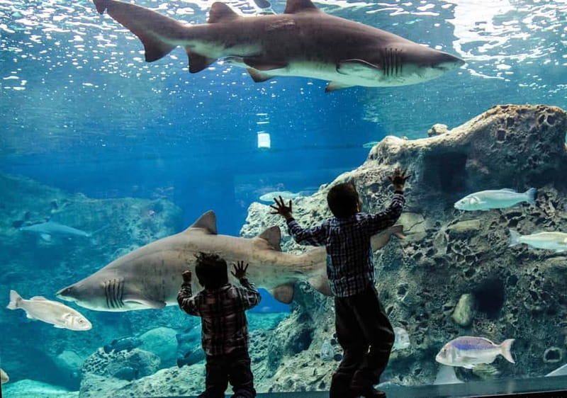 Heraklion: Heraklion Market & CretAquarium <em>SKIP The Line – Key points to know before booking’ /></p>
<ul>
<li><strong>Two very different stops:</strong> Cretaquarium offers family-friendly marine exhibits, while Heraklion brings fountains, fortifications, shopping, and city life.</li>
<li><strong>Aquarium tickets cost extra:</strong> Adults pay €12 and children ages 5 to 17 pay €6, with tickets available on the bus.</li>
<li><strong>Heraklion time is flexible:</strong> You can use the city hours for lunch, museums, shopping, the harbor, or a self-guided walk.</li>
<li><strong>The market is practical rather than artistic:</strong> Expect produce and low-cost clothing more than traditional handicrafts.</li>
<li><strong>Pickup covers many northern Crete resorts:</strong> Service is listed for Malia, Stalis, Hersonissos, Analipsi, Anissaras, Gouves, Gournes, Kokkini Chani, Heraklion, Ammoudara, Sissi, and nearby areas.</li>
<li><strong>The tour is not wheelchair accessible:</strong> Infants sit with their parents and do not receive their own bus seats.</li>
</ul>
<h2>Why this Crete day trip works</h2>
<p><img width="800" height="450" decoding="async" src=