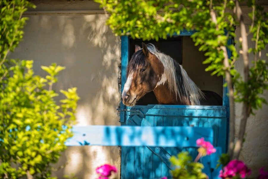 Heraklion: Horseriding Day Tour with Lunch and Transfer - Who should book this experience?