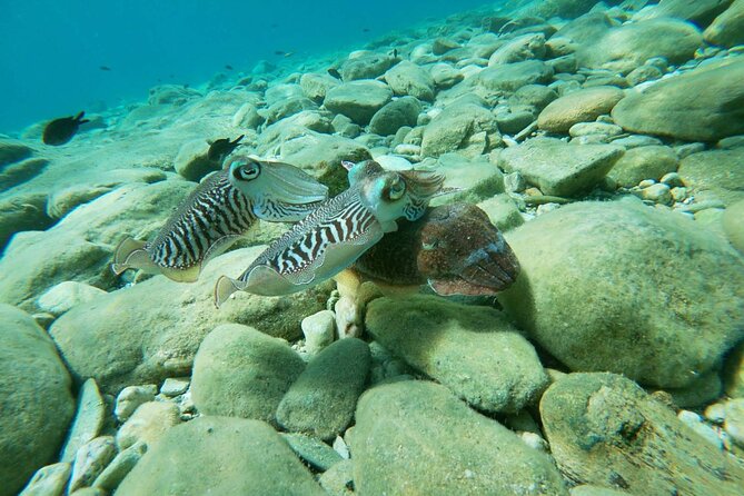 Heraklion: Scuba Diving Experience for Beginners - Pickup from Heraklion and nearby resorts