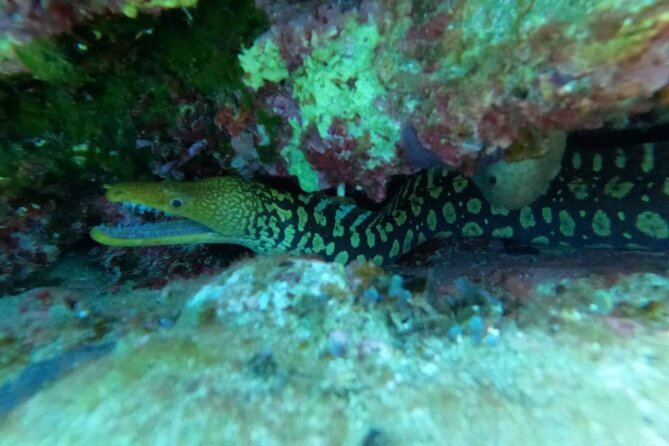 Heraklion: Scuba Diving Experience for Beginners - Who should book this experience?