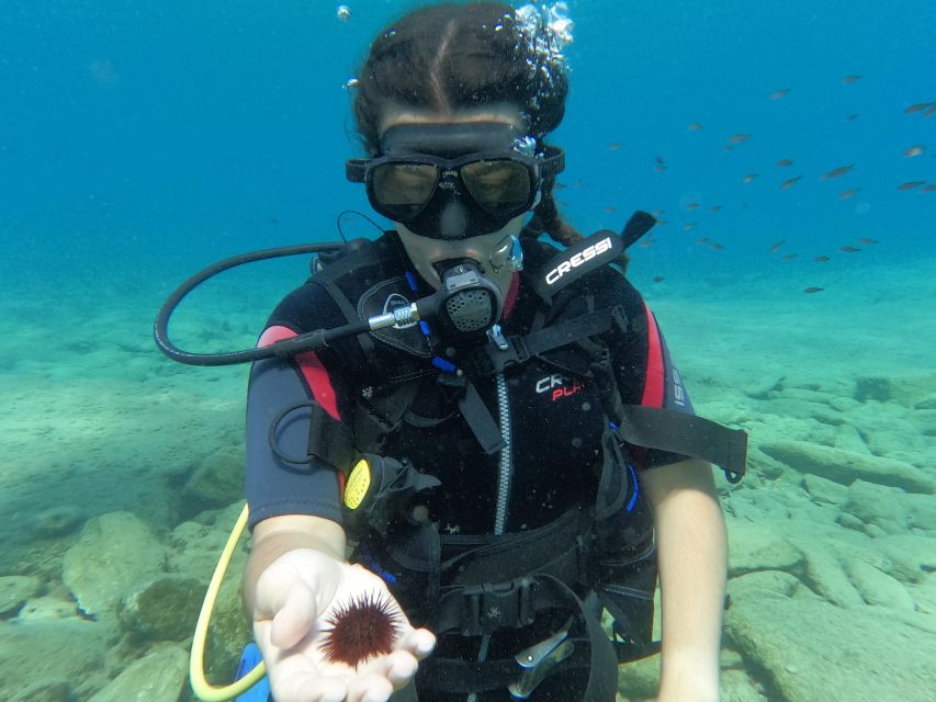 Heraklion: Scuba Diving Experience for Beginners _Beach - What the marine life is really like