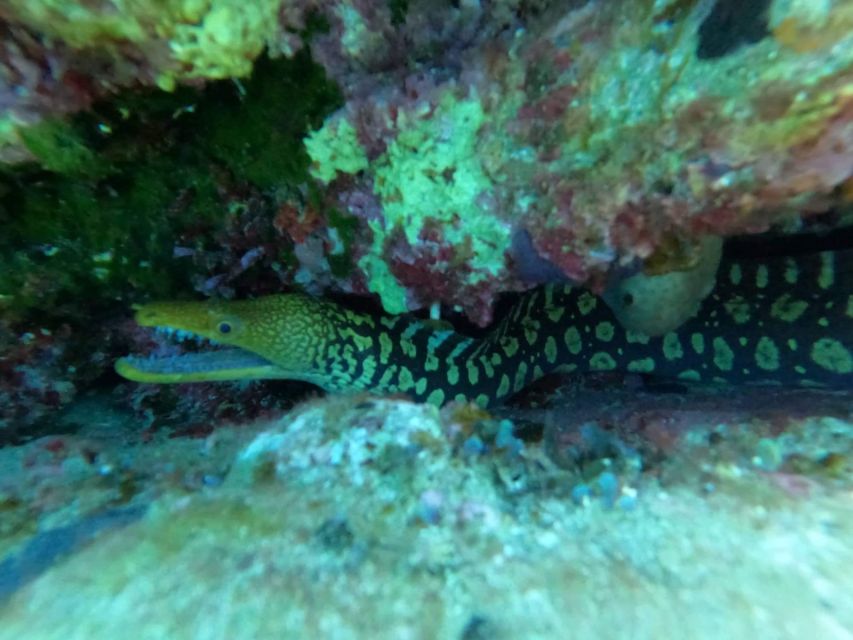 Heraklion: Scuba Diving Experience for Beginners _Beach - Choosing pickup or meeting at the base