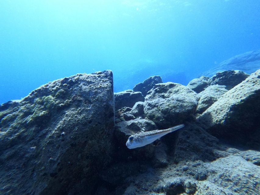 Heraklion: Try Scuba Diving For Beginners (1 dive) - Exploring the clear water at a beginner-friendly site