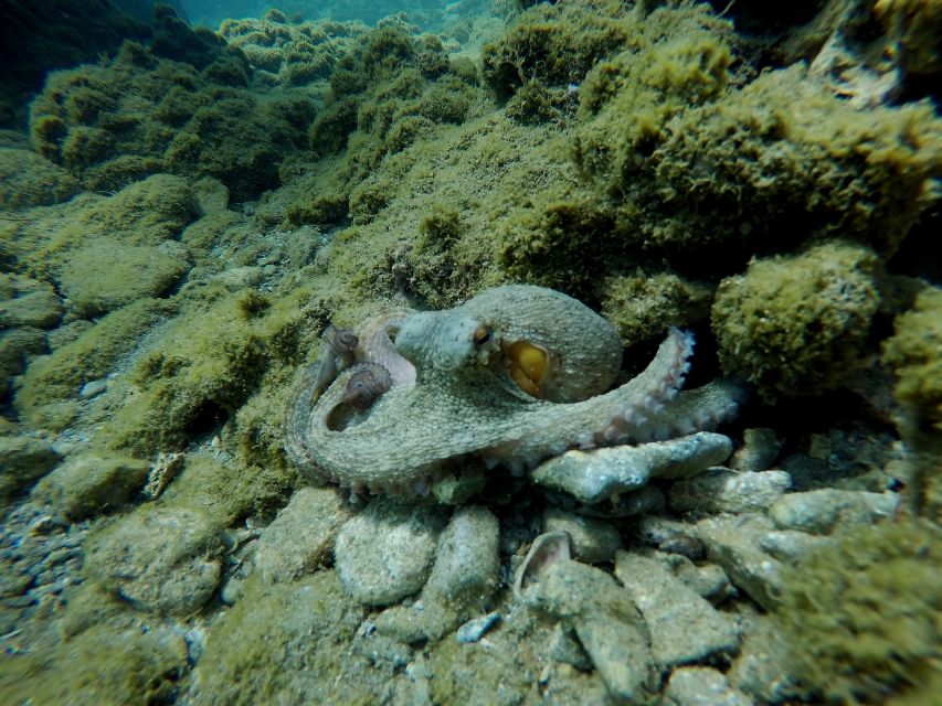Heraklion: Try Scuba Diving For Beginners (1 dive) - What the $116 price really covers