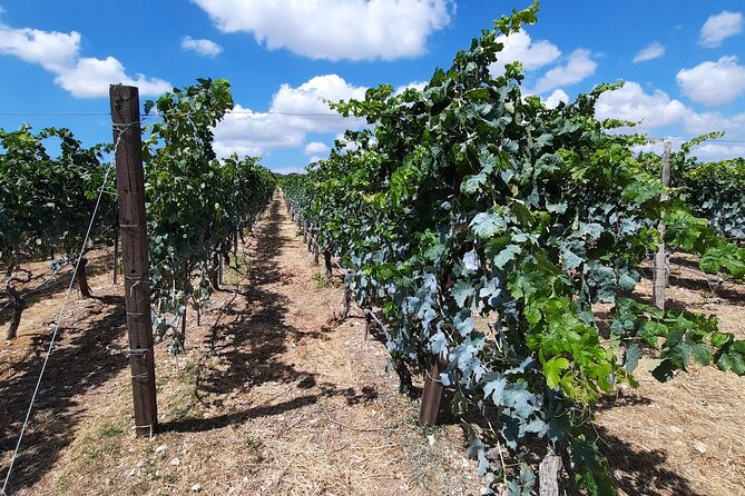 Heraklion wine tour & Cretan meze lunch - What the private format is really worth