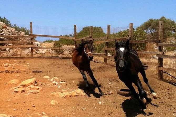 HORSE RIDING 1.5 hours mountains from area Hersonissos CRETE - The horses and the stable