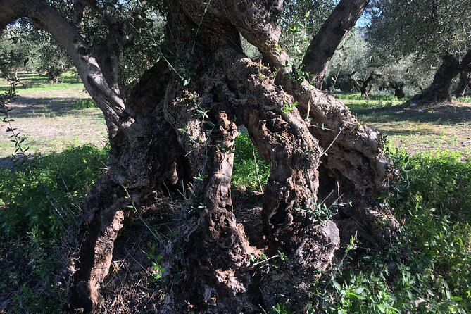 In Crete Discover the miracle of Olive Oil and Organic Fruits - Why this olive oil tour feels different from a standard day trip