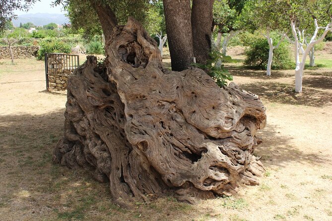 In Crete Discover the miracle of Olive Oil and Organic Fruits - Taking a riverside break in Vryses