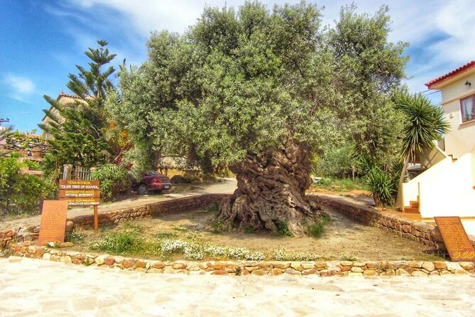 In Crete Discover the miracle of Olive Oil and Organic Fruits - Looking across Chania from Malaxa