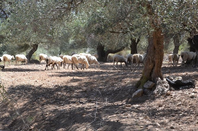 Jeep Safari 4x4 Crete real off road mountain tracks with Lunch from Hersonissos - What the guide adds to the day