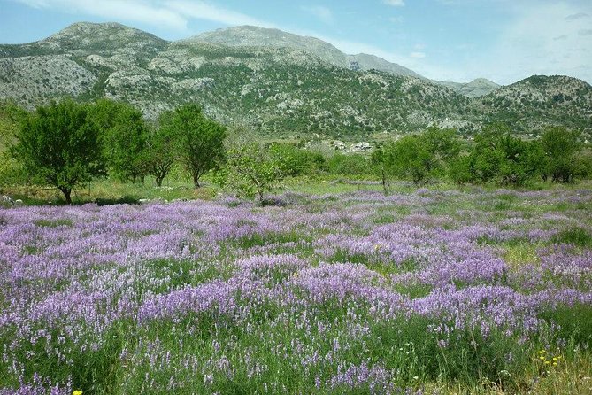 Katharo Route Tour from Agios Nikolaos - Cheese, herbs, and life at a mountain mitato