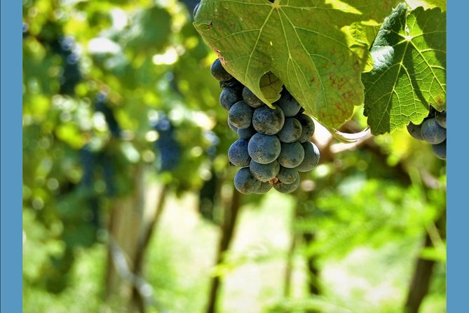 Knossos Wine & More - Who should book this Cretan experience