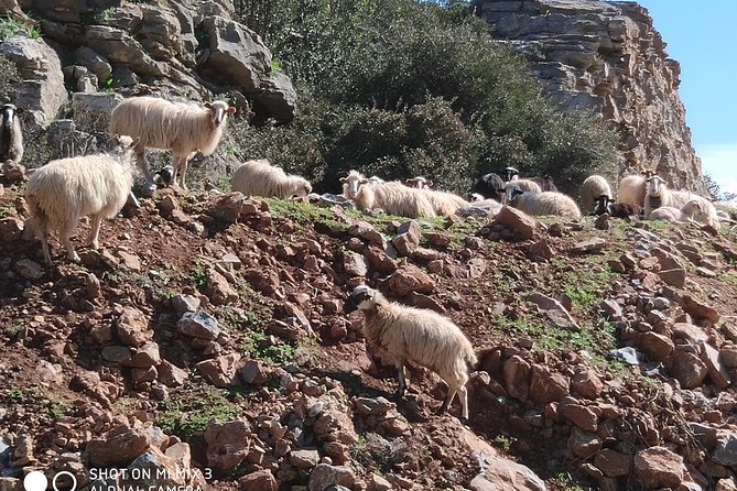 Lasithi –Plateau Traditional Vilages - Lunch brings the group back together