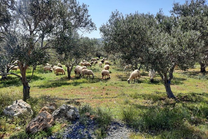 LUXURY Jeep Safari WRANGLER CRETE (also for CRUISE SHIPS) - Off-road through a Cretan gorge