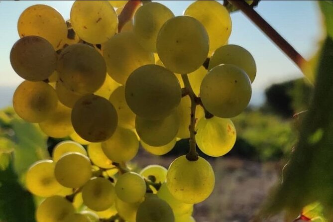 LUXURY PRIVATE Wine Tasting in CRETE (also for CRUISE SHIPS) - The local grape angle