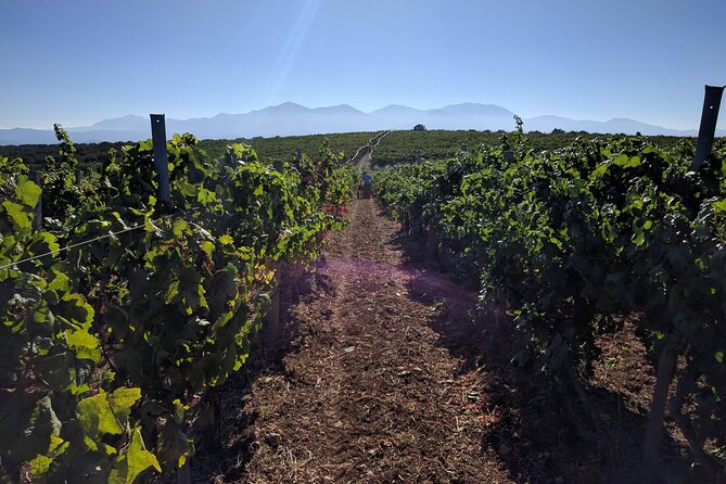 LUXURY PRIVATE Wine Tasting in CRETE (also for CRUISE SHIPS) - Is $197.06 per person good value?