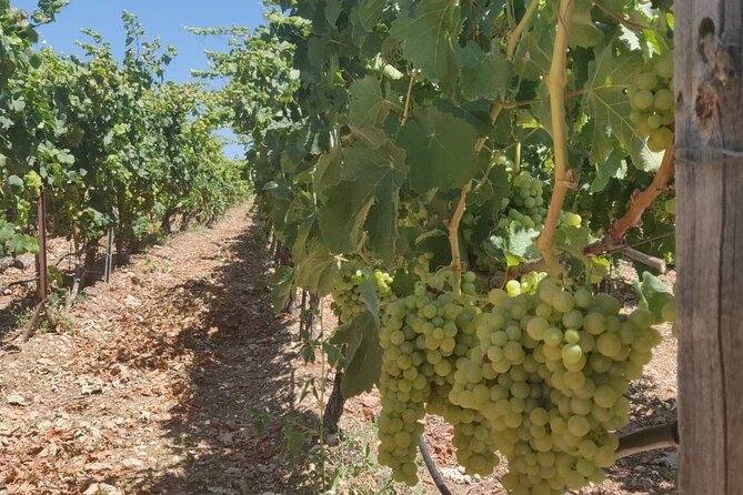 LUXURY PRIVATE Wine Tasting in CRETE (also for CRUISE SHIPS) - How the guide affects the experience