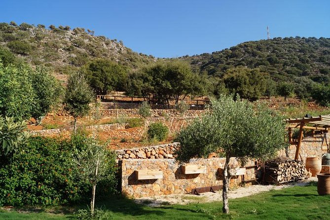 Olive Mill Festival - Cretan honey and local wine tasting