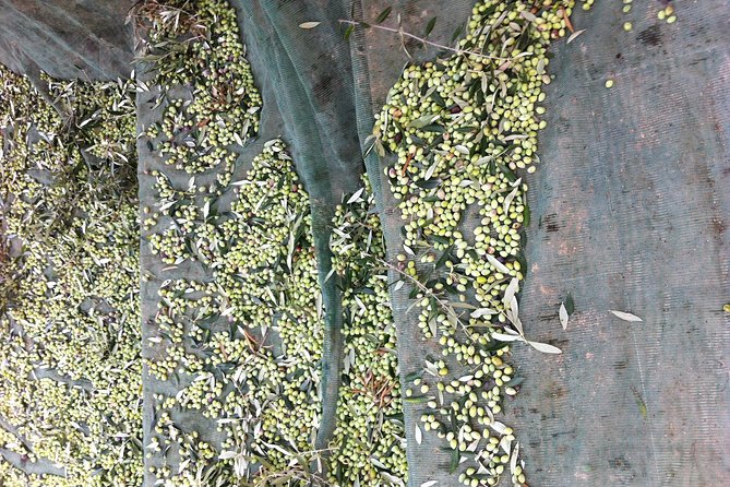 Olive Oil Tasting Tour - The tasting: three extra virgin olive oils and more