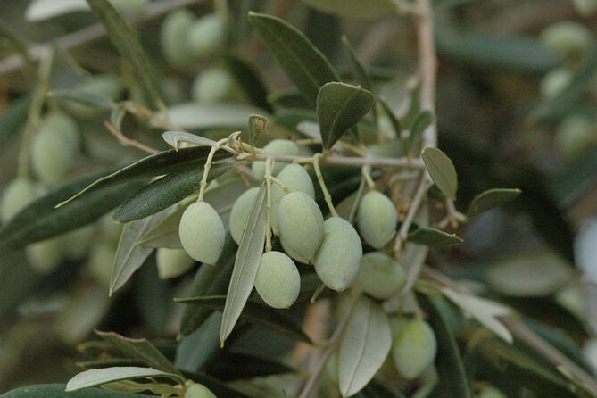 Olive Oil Tasting Tour - The private format and what it changes