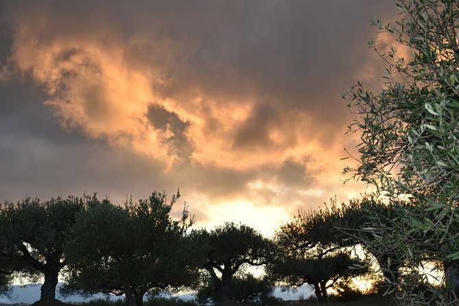 Olive Oil Tasting Tour - Who will enjoy this olive oil visit