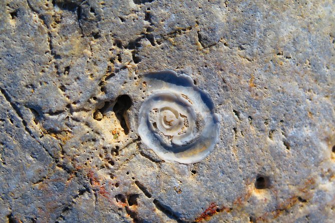 Olous – Guided Snorkelling Excursion to Discover Olous Sunken Ancient City - Fish, octopus, and starfish add a second story