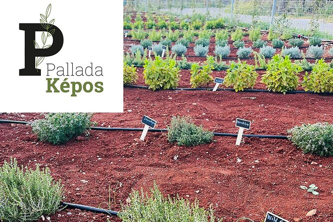 Pallada Semi-Private Olive Oil Tours in Sternes, Chania - A small group with room for questions