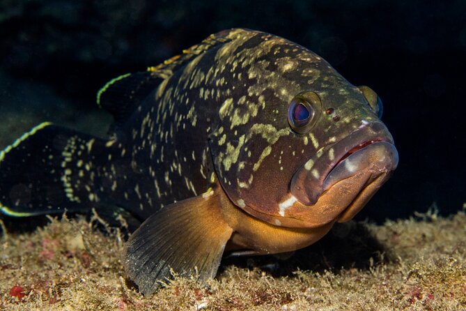Plakias: Try Scuba Diving first time - Private, from 8 yrs. - A morning schedule that rewards preparation