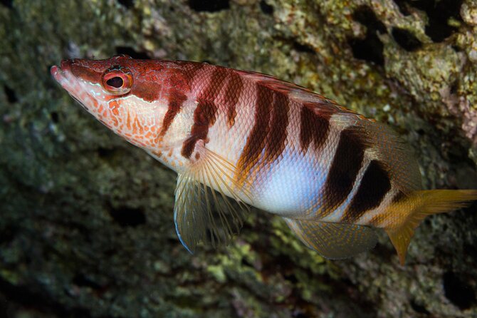 Plakias: Try Scuba Diving first time - Private, from 8 yrs. - Plakias and Souda Beach add variety