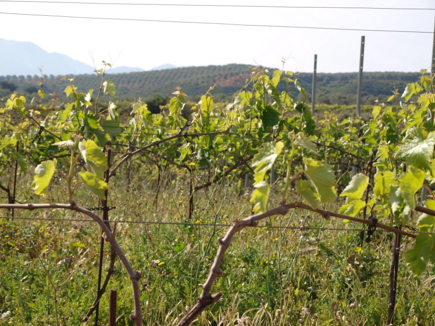 Private Exclusive Manousakis Winery and Vineyard Tour - Who will enjoy this experience most