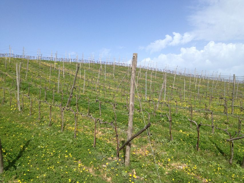 Private Exclusive Manousakis Winery and Vineyard Tour - The guide can shape the whole day