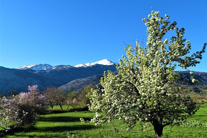 Private Guided Tour to Lasithi Plateau Villages & Olive Oil Mill - Tzermiado, yogurt, and a village walk