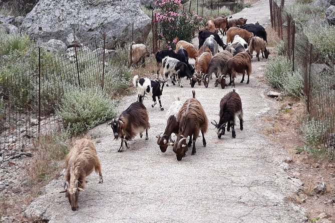 Private - Jeep Safari Tour with Lunch and Tastings - Anoskeli’s olive oil and five local wines