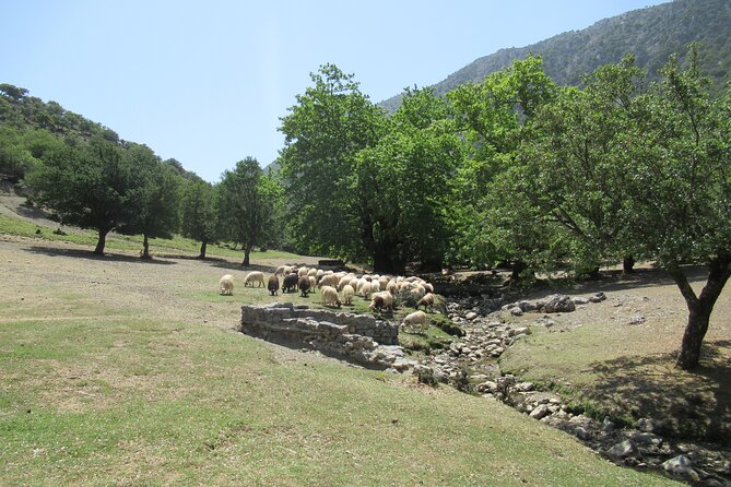 Private Trekking Rouvas Gorge - Following the E4 into Agios Nikolaos Gorge